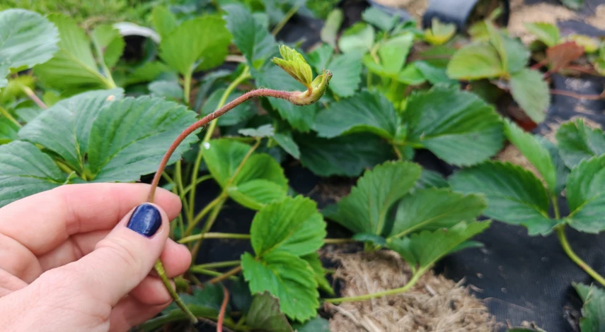 что делать с клубникой в сентябре