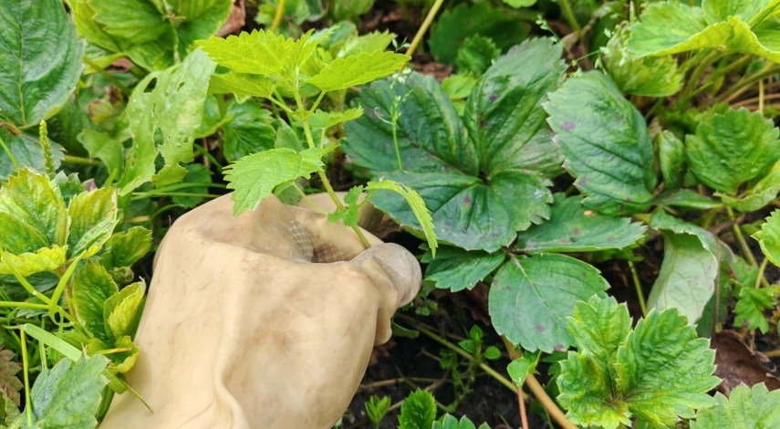 чем обработать клубнику от вредителей в сентябре