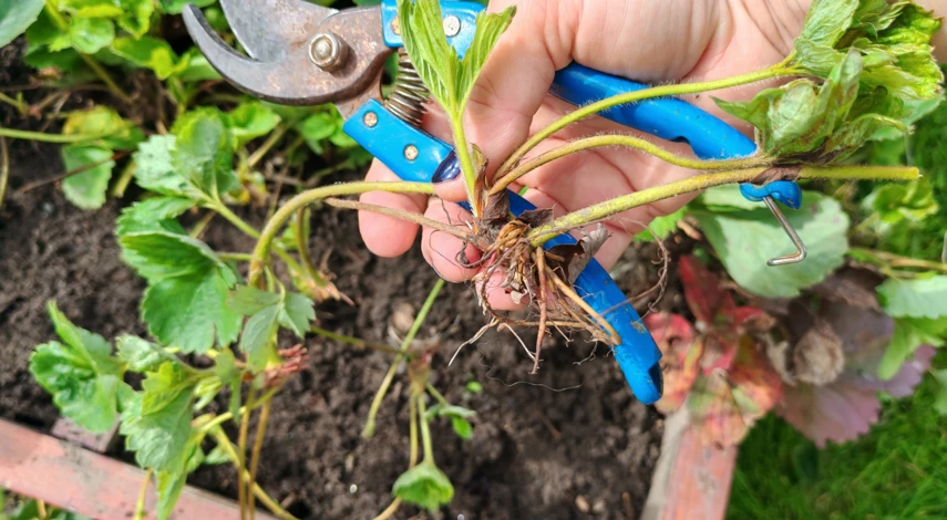 чем обработать клубнику в сентябре от болезней