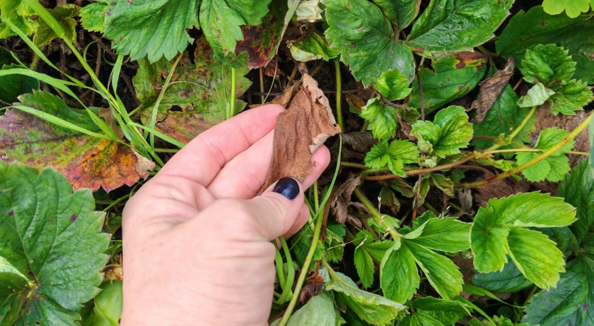 полив клубники в сентябре