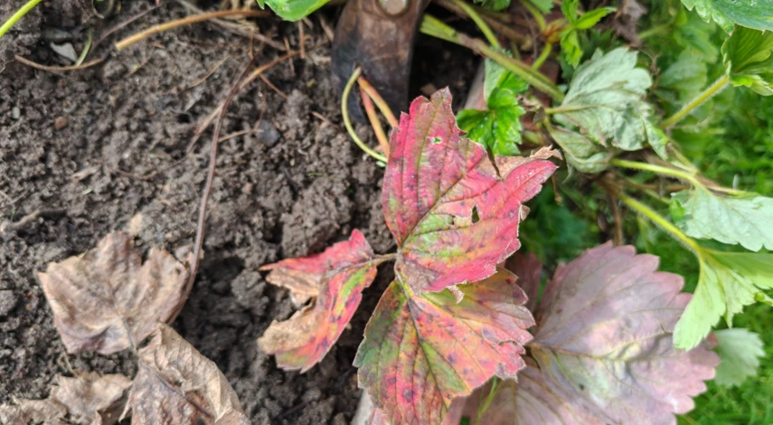 обрезать клубнику в сентябре