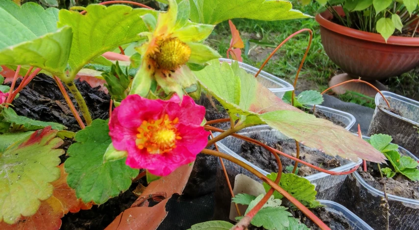 чем подкормить клубнику в августе и сентябре