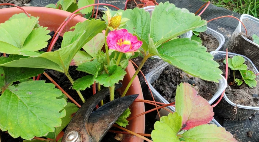 чем подкормить клубнику после обрезки в сентябре