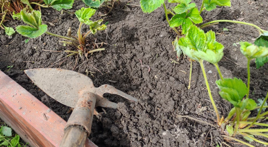 чем удобрить клубнику в сентябре