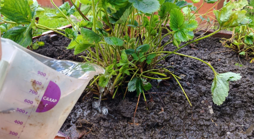 подкормка клубники в августе и сентябре