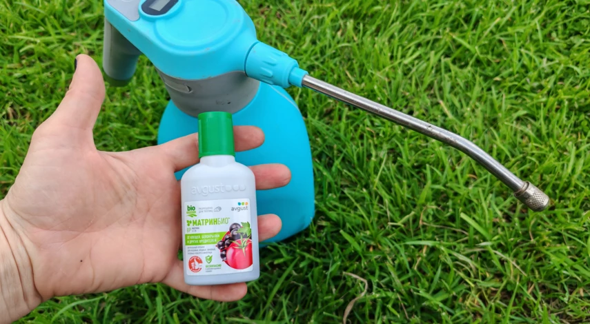 подкормка клубники осенью в сентябре