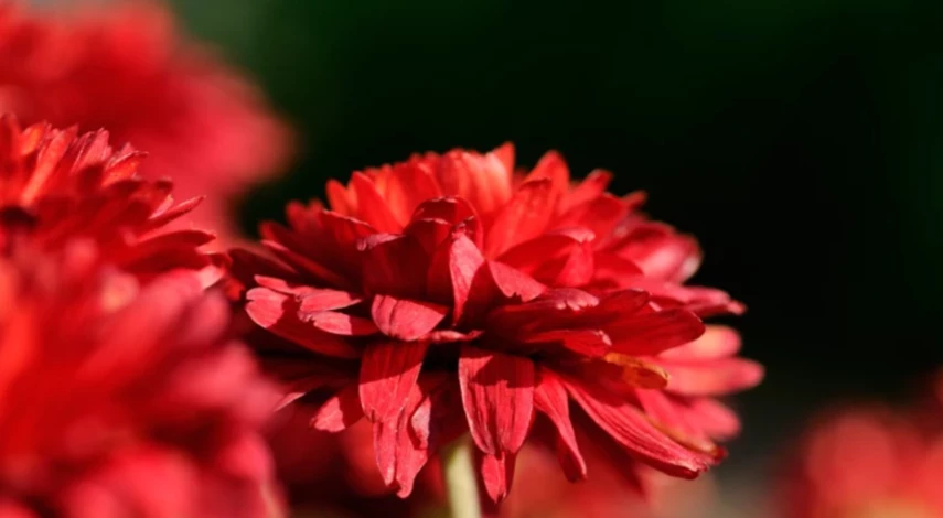 посадка хризантем в грунт