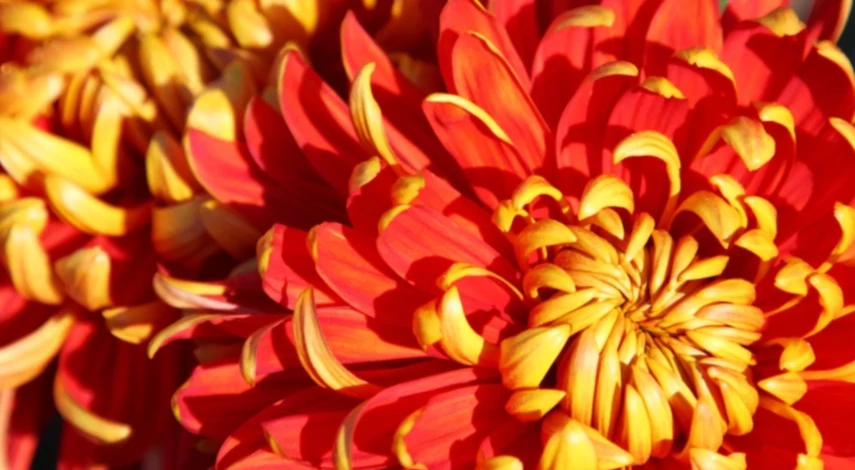 хризантемы посадка в открытый грунт