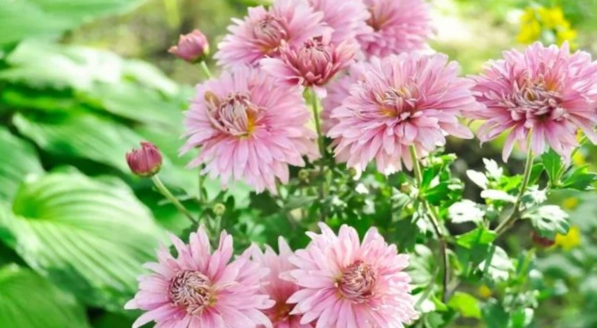 хризантемы посадка и уход в открытом грунте