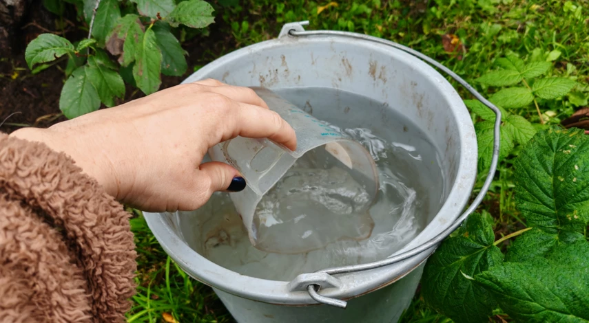 вишня уход подкормка