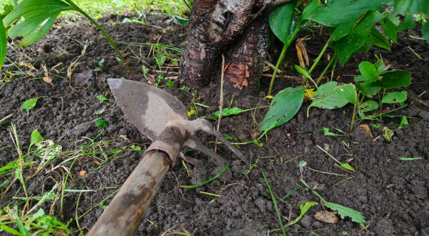 подкормка вишни в сентябре