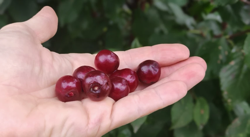 вишня осенью уход обрезка подкормка