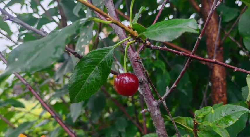 чем подкормить вишню осенью