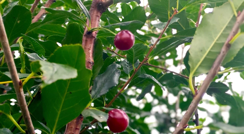 чем подкормить вишню в августе