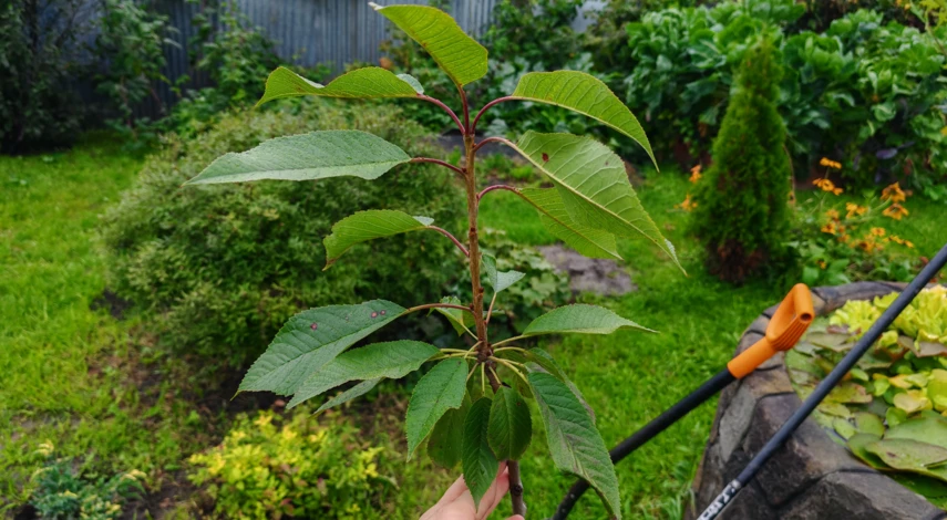 чем подкормить вишню в сентябре