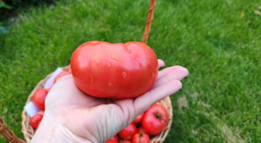 сохранить помидоры свежими на зиму в банке