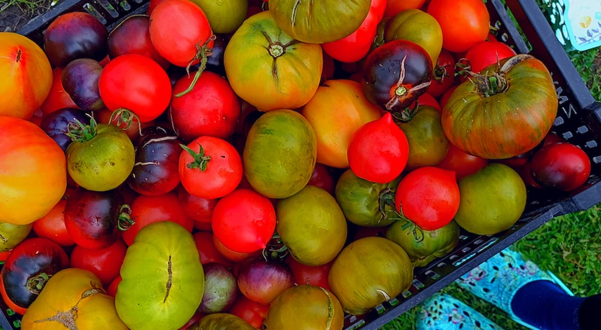 хранение помидор на зиму