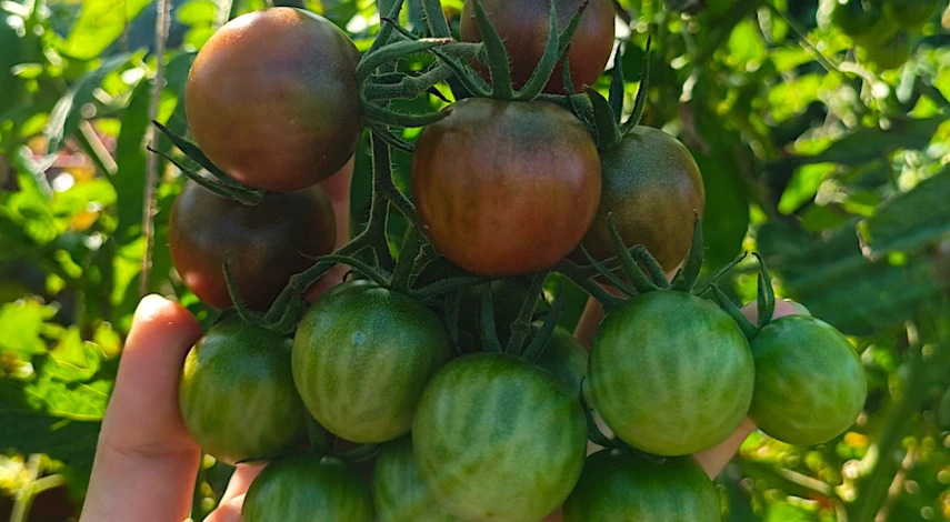 как сохранить томаты свежими