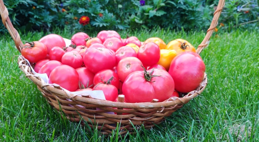 помидоры на зиму в банках для хранения