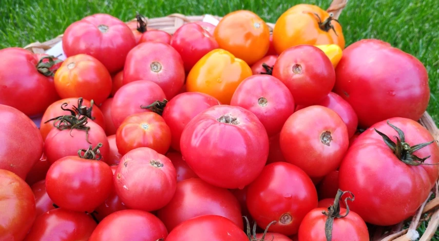 помидоры для хранения в квартире