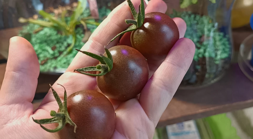 как сохранить помидоры свежими подольше в домашних