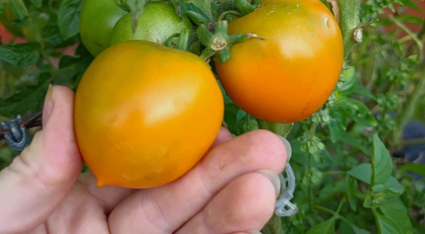 как сохранить помидоры свежими в домашних условиях