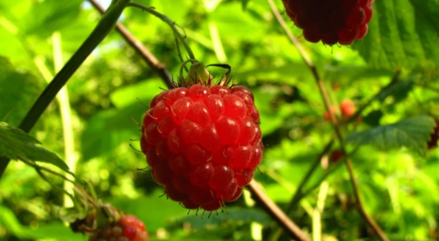 посадка малины осенью как правильно когда сажать