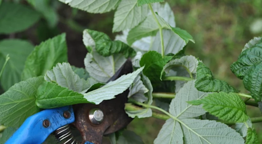 когда посадить малину осенью