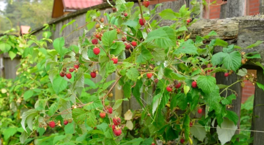 когда сажать малину весной или осенью