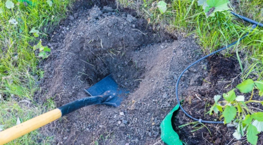 когда лучше сажать малину осенью