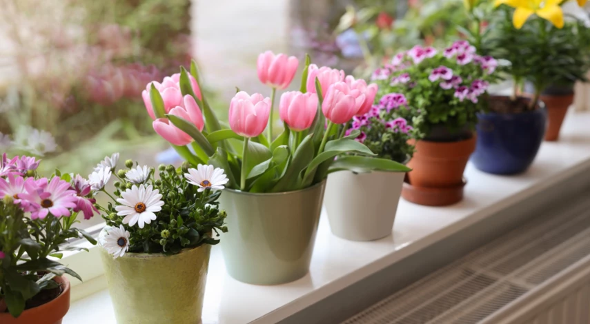 когда сажают тюльпаны в грунт осенью