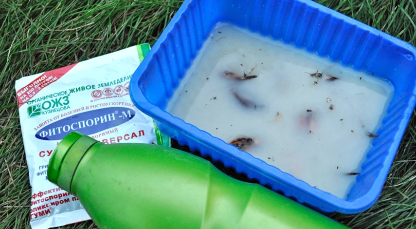 когда сажать тюльпаны осенью в подмосковье