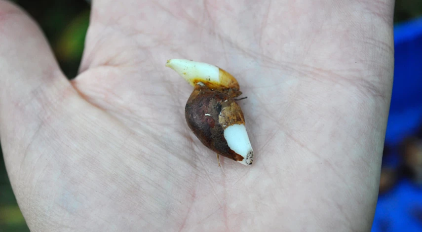 когда сажают тюльпаны луковицы осенью