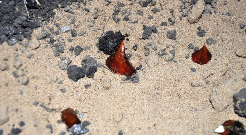 когда сажают тюльпаны луковицы осенью в подмосковье