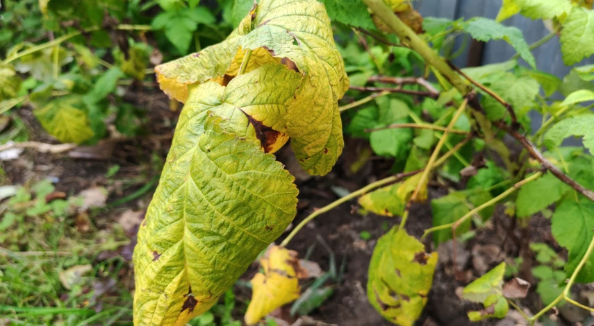 чем осенью подкормить малину для следующего урожая