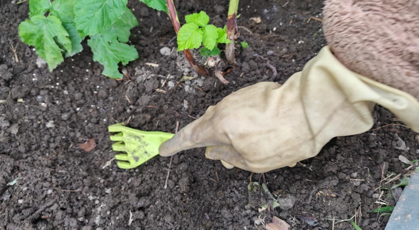 чем подкормить малину осенью в сентябре