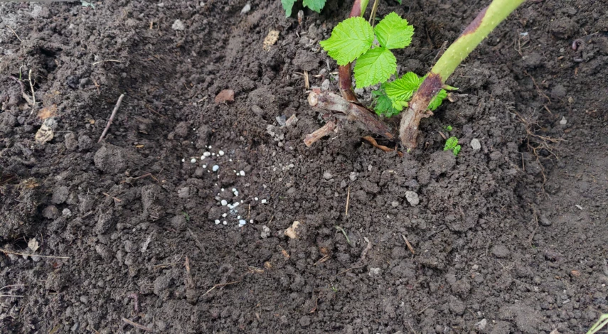 чем подкормить малину в сентябре