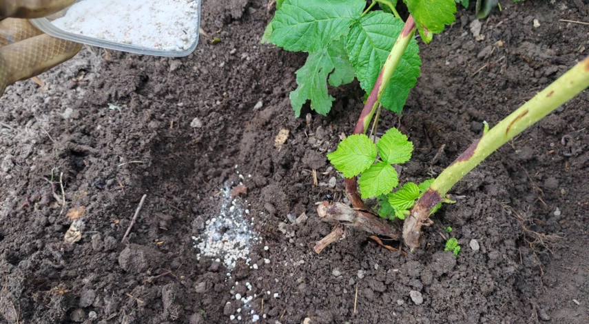 чем подкормить малину осенью в сентябре