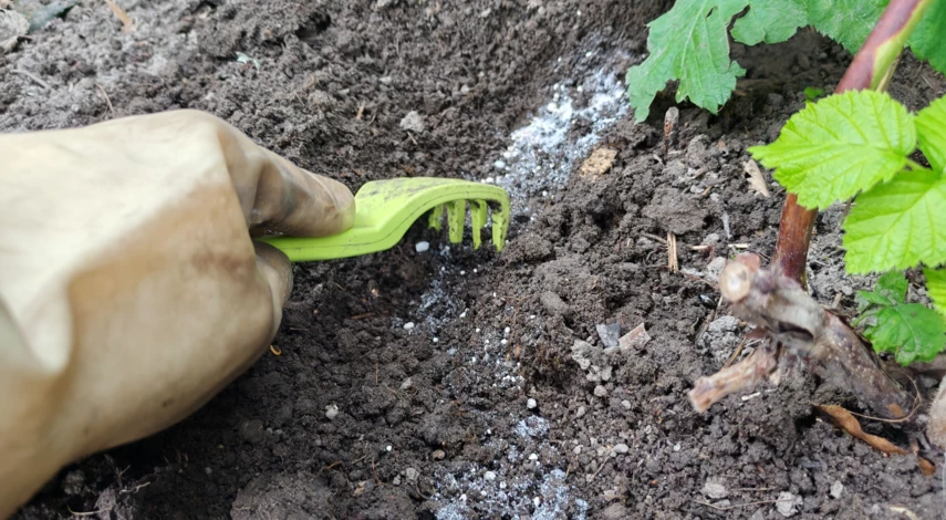 чем подкормить ремонтантную малину в сентябре