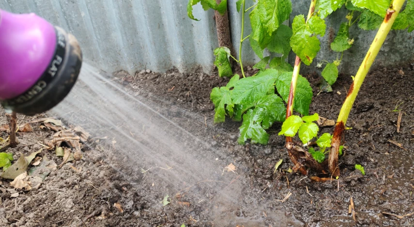 подкормка малины осенью