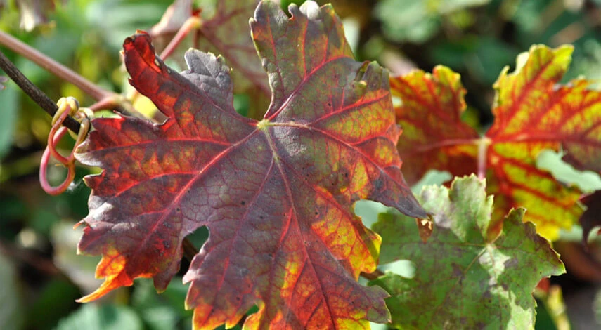 виноград это ягода