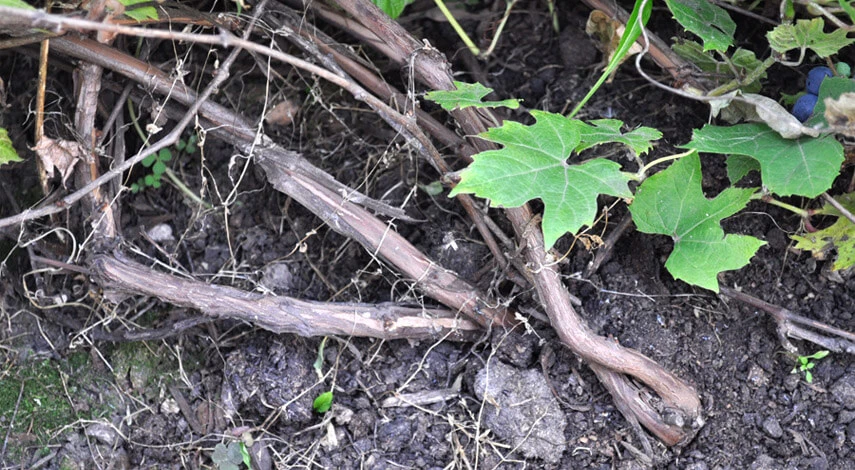 виноград пересадка на новое место осенью