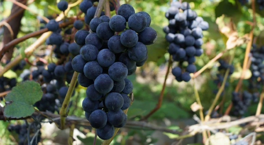 пересадка взрослого винограда осенью