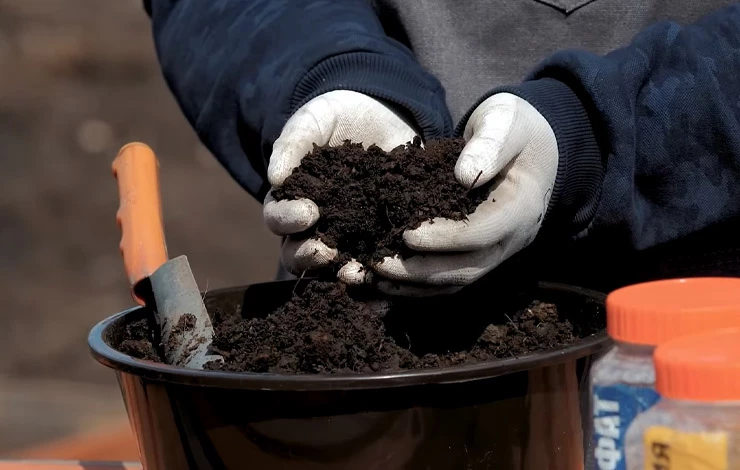 чем подкармливать жимолость осенью в подмосковье