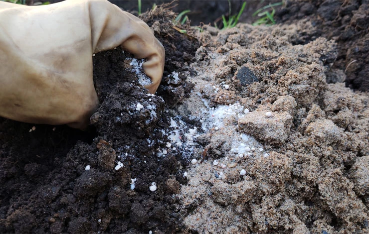 посадка яблони осенью в подмосковье