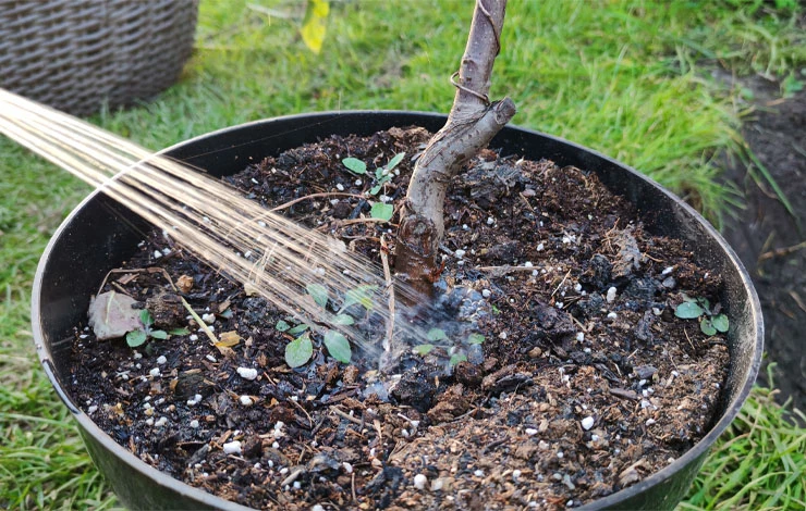 удобрения при посадке яблони осенью