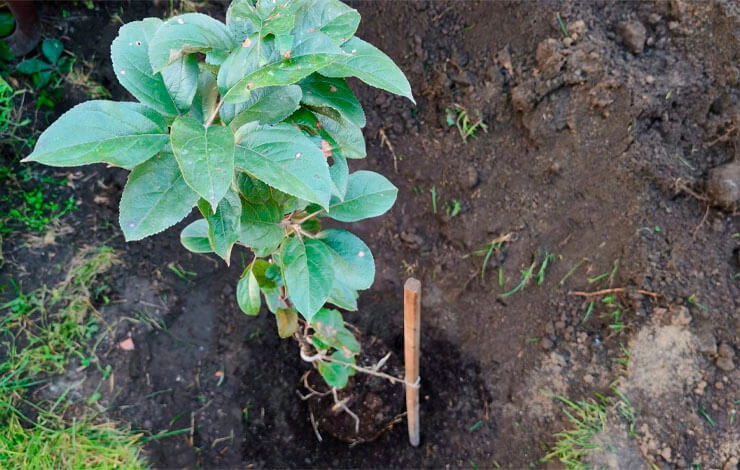 посадка яблони с закрытой корневой осенью