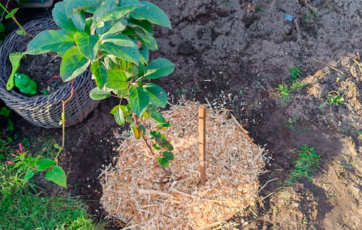 посадка яблонь осенью когда и как посадить