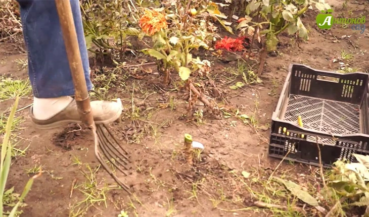 как хранить георгины