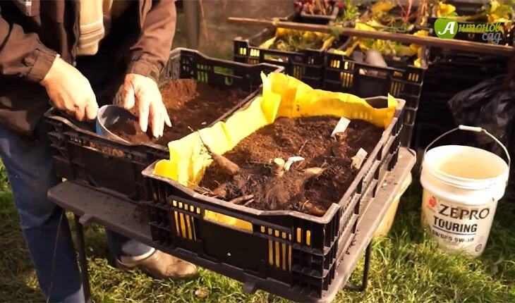 как хранить георгины зимой